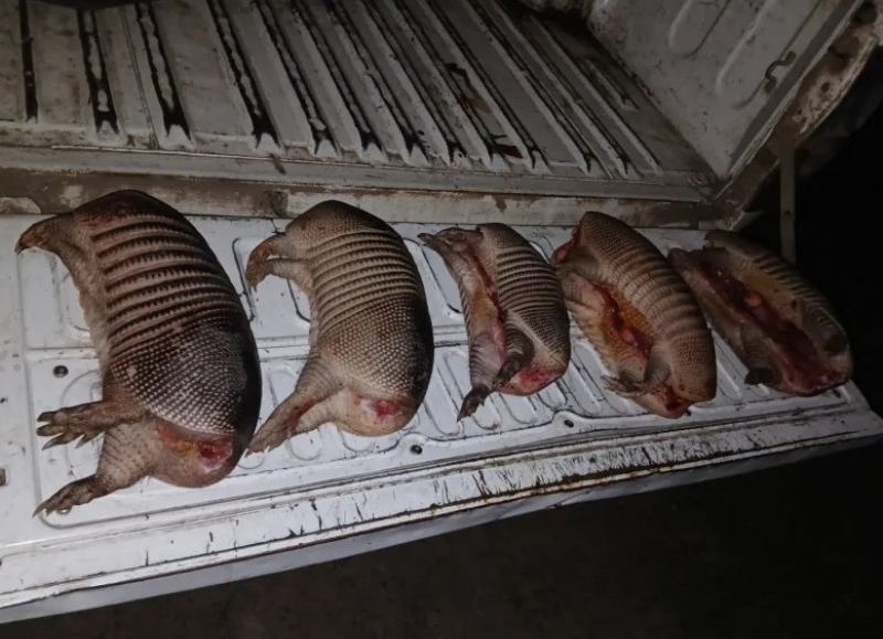 Decomisaron ejemplares de tatú mulita en un operativo en Basail