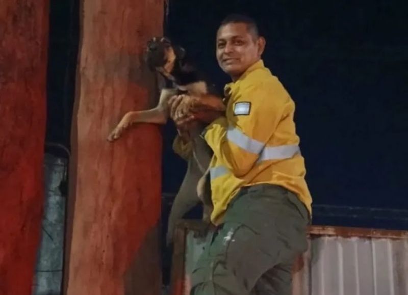 Rescataron a una perrita que quedó atrapada entre postes de madera en Juan José Castelli