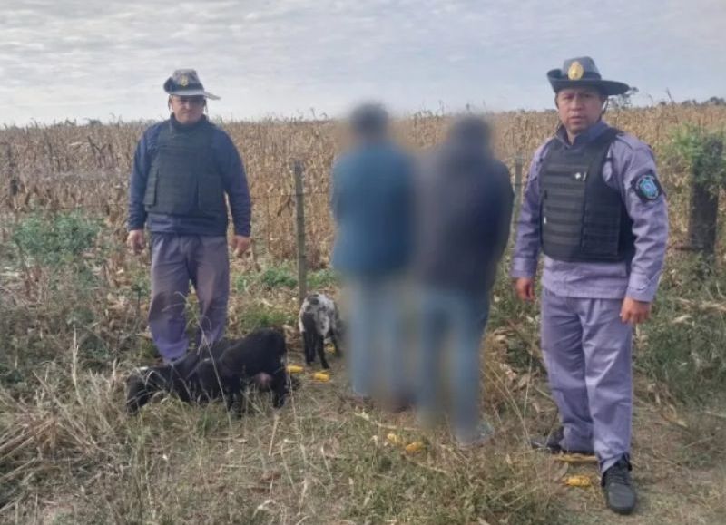 Dos jóvenes de 14 años robaron tres ovejas en un campo de Sáenz Peña