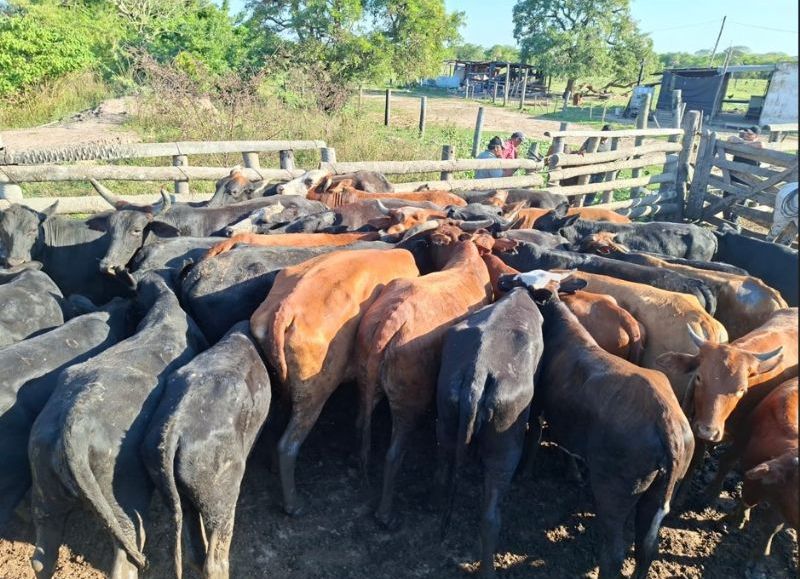Recuperaron 35 bovinos en un operativo rural realizado en Puerto Vilelas