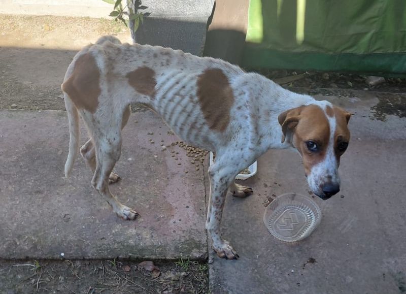 Investigan un caso de maltrato animal con un perro muerto y otro rescatado en General San Martín