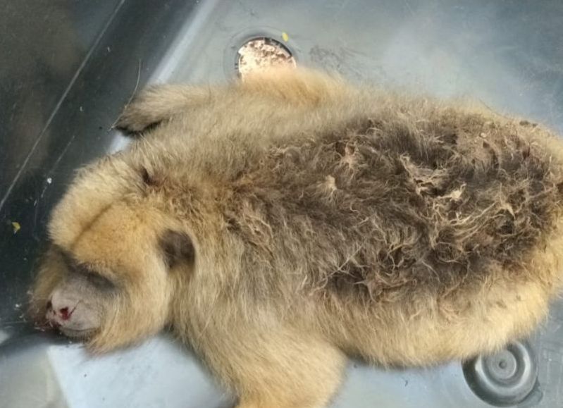 Rescataron un mono herido tras caer y ser atacado por perros en Resistencia