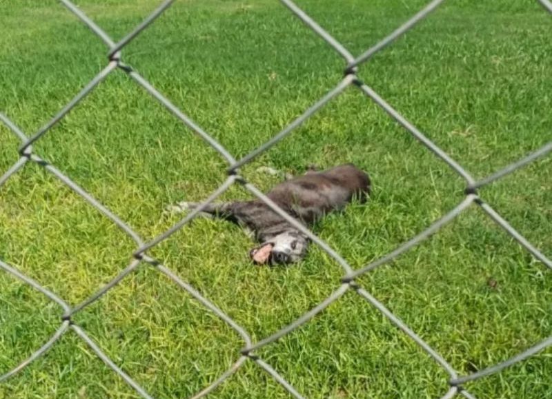 Detuvieron a un hombre tras la intoxicación de sus perros en Juan José Castelli