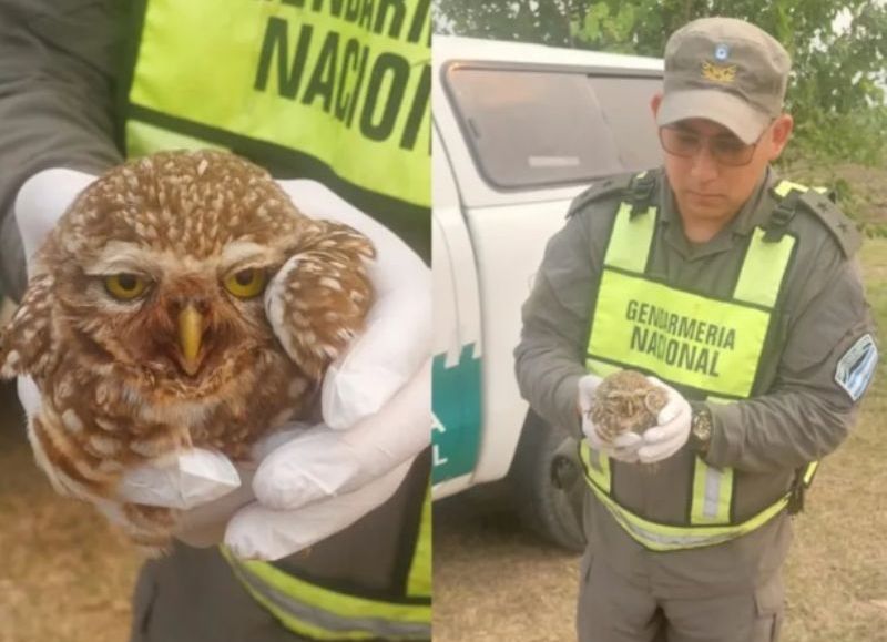San Martín: rescataron una lechuza que se encontraba en peligro en una banquina