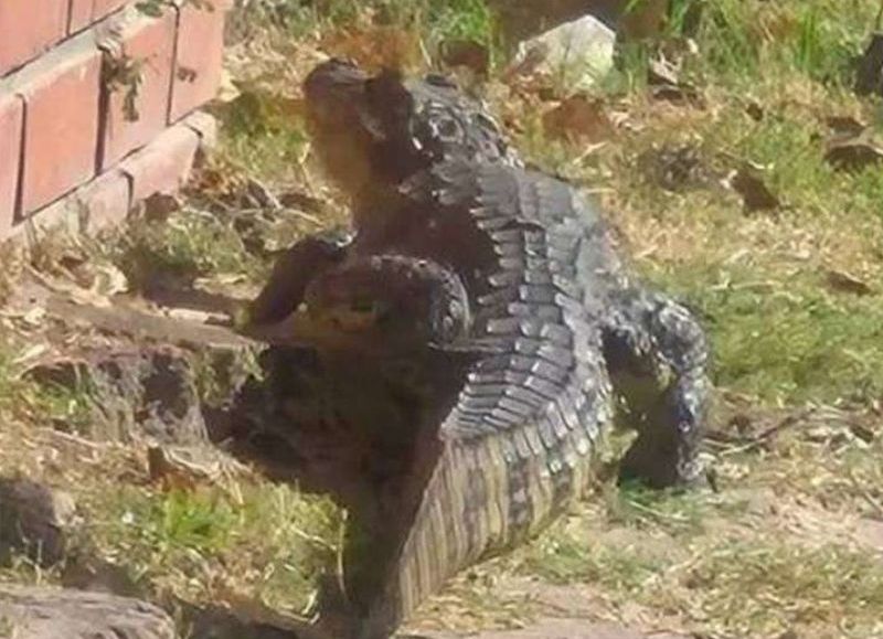 Un yacaré apareció en plena ciudad de Resistencia y generó preocupación