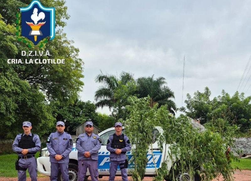Hallaron siete plantas de marihuana en el predio de una vivienda de La Clotilde