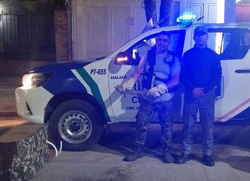 Resistencia: rescataron a un lagarto que quedó atrapado en el motor de un vehículo