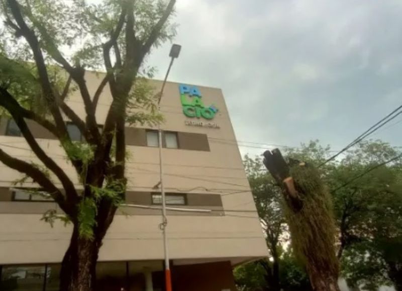 Ataque a la naturaleza: repudian al municipio de Resistencia por la extracción de un árbol