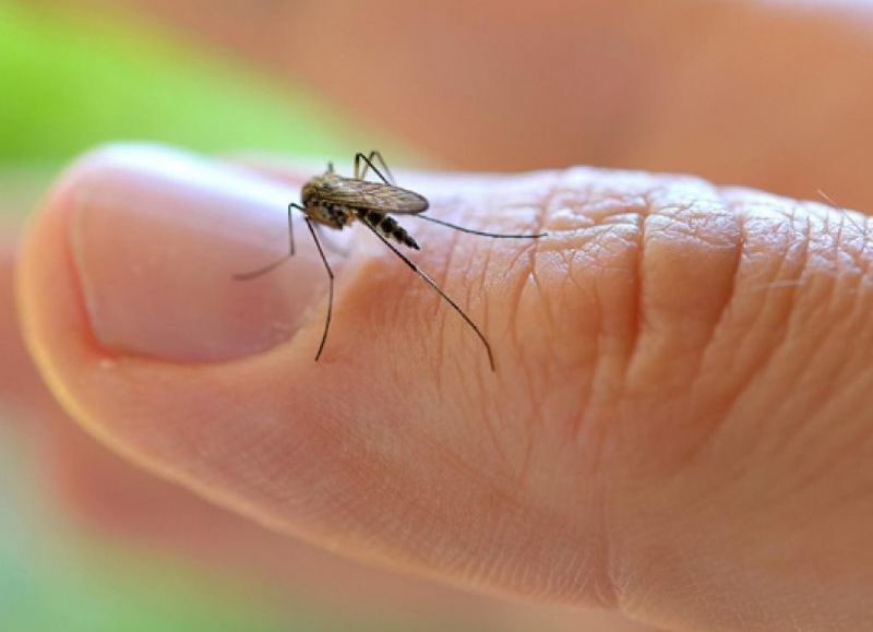 El Ministerio de Salud entregó subsidio por dengue a provincias del norte argentino