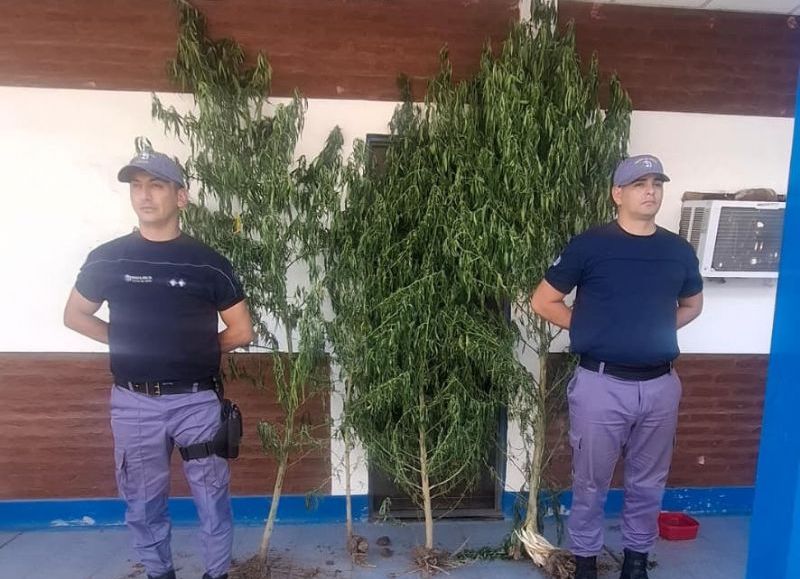 Secuestraron plantas de marihuana en un terreno baldío de General Pinedo