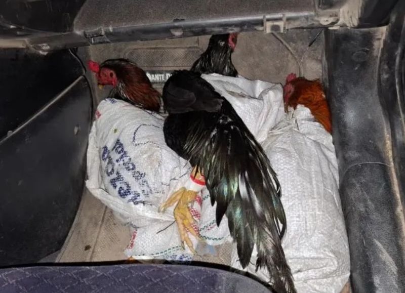Rescataron a ocho gallos que eran utilizados en riñas en Basail