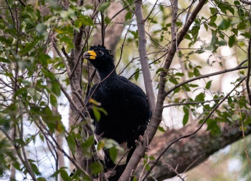 Por primera vez, se liberaron ejemplares de muitú en la provincia