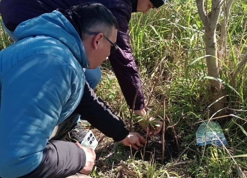 Secuestraron armas de fuego y plantas de marihuana en Las Palmas