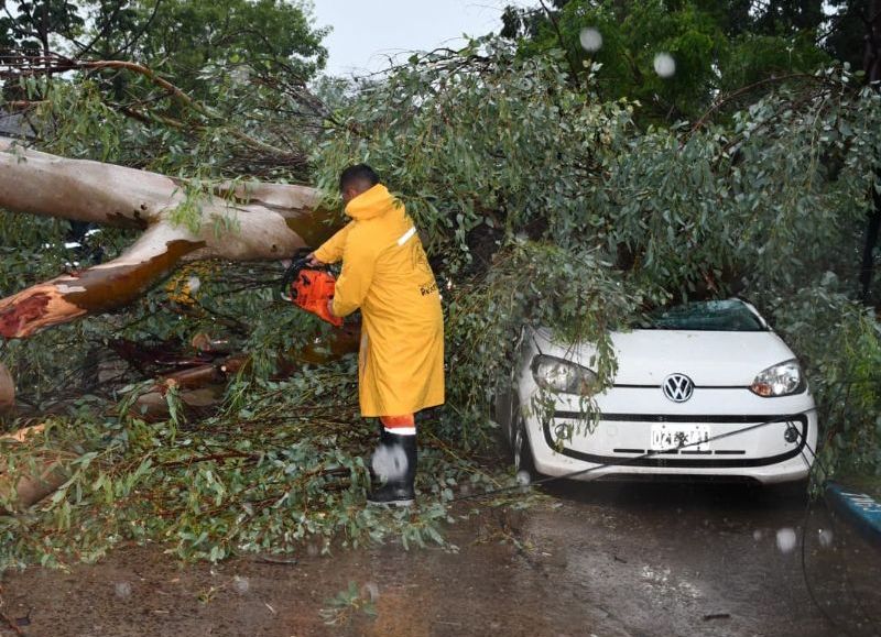 Un gran árbol de eucalipto cayó y aplastó un auto producto del temporal en Resistencia