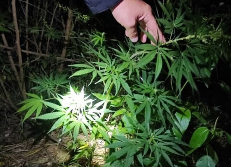 Descubrieron plantas de marihuana en la vereda de una casa en Colonia Benítez