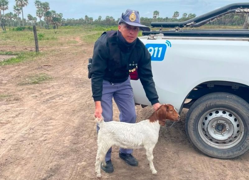 Detuvieron a un hombre y una mujer por robarse una cabra en Enrique Urien