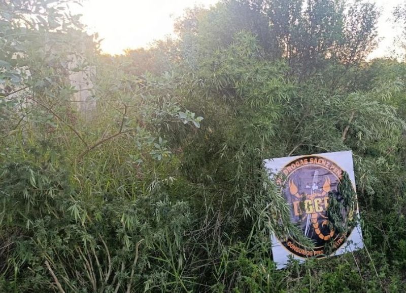 Sáenz Peña: hallaron una plantación de marihuana y notificaron a un hombre