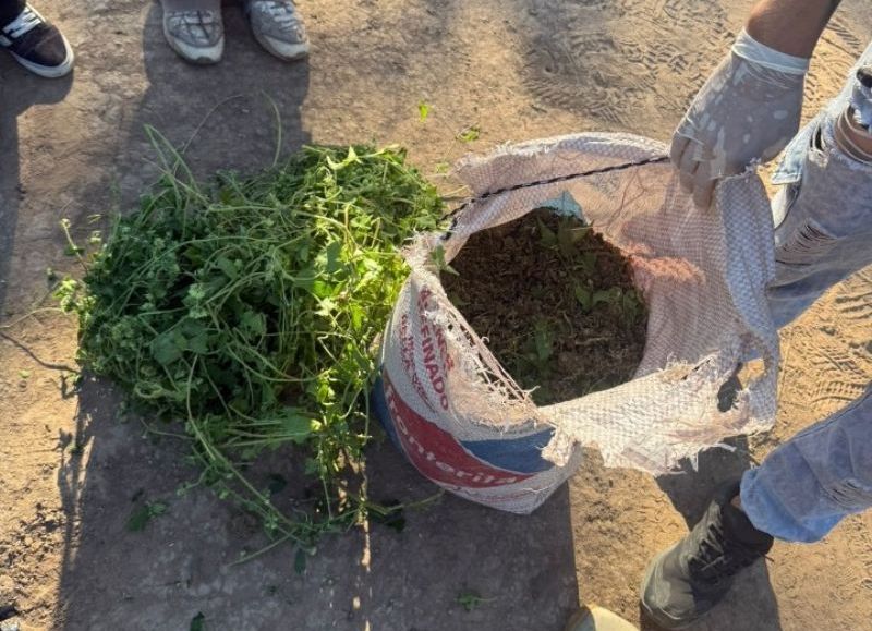 Interceptaron a un motociclista e incautaron casi 8 kilos de marihuana en Juan José Castelli