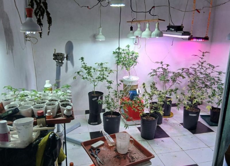 Secuestraron más de 60 plantas y casi un kilo de marihuana en Coronel Du Graty