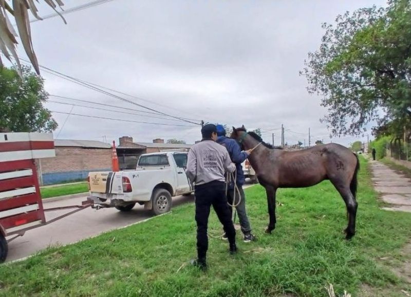 Operativos de control y rescate de equinos sueltos en Barranqueras