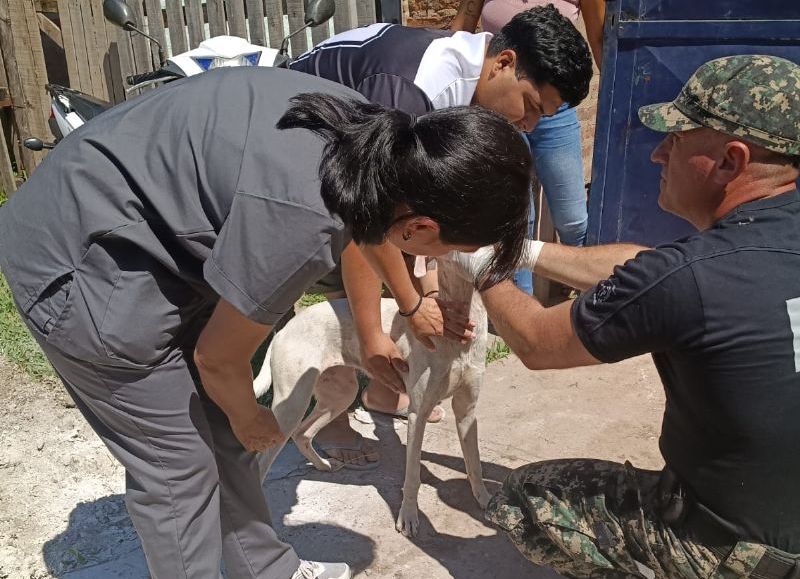 Rescataron a un perro en estado de abandono en Fontana
