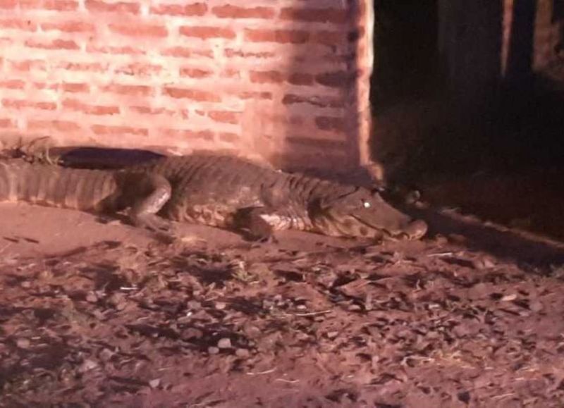Encontraron un yacaré de gran tamaño en un barrio de Isla del Cerrito
