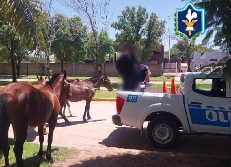 Secuestran tres caballos que deambulaban por la vía pública en Avia Terai