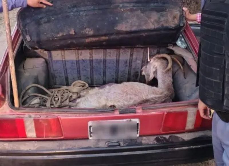 Colonia Benítez: detuvieron a un hombre que transportaba una cabra viva en el baúl de su auto