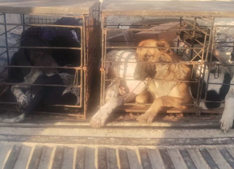Villa Berthet: decomisan carne de animales silvestres y detectan un caso de caza ilegal en zona rural