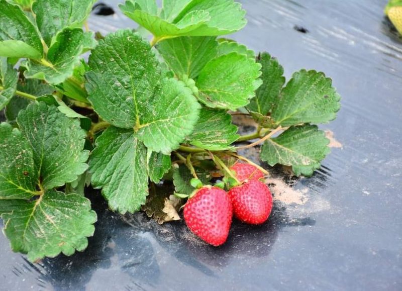 Frutillas, zapallos y todos los productos de autoabastecimiento hacen el desarrollo en Castelli