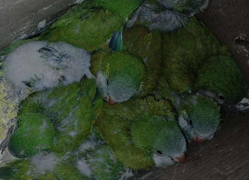 Rescataron a nueve cotorras que eran trasladadas ilegalmente en Basail