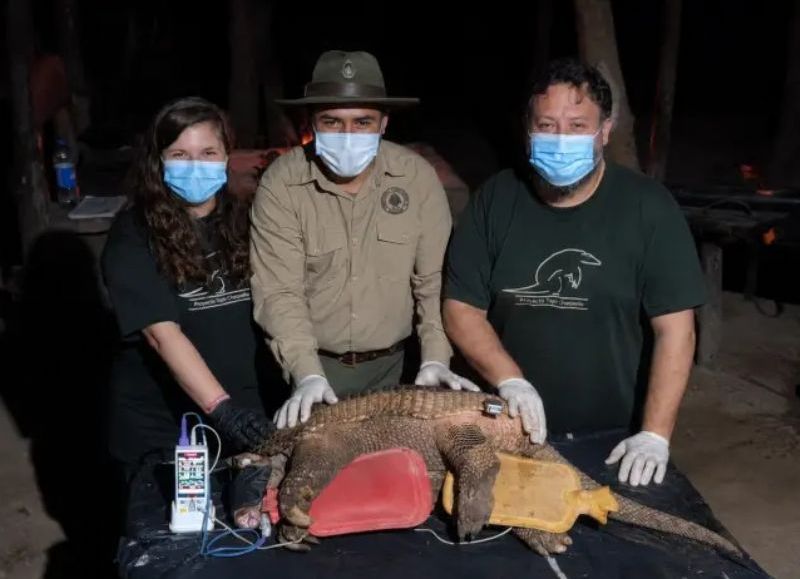 Monitorean un segundo tatú carreta en el Parque Nacional El Impenetrable