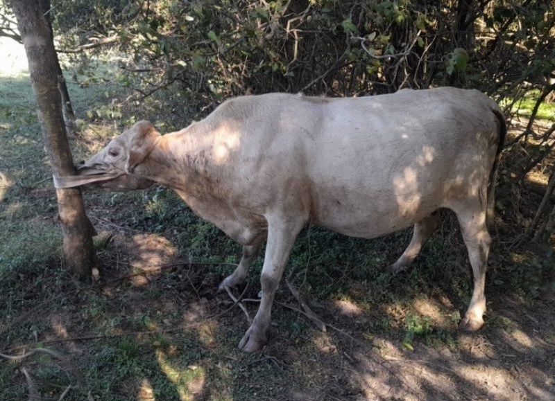 Recuperaron una vaca robada en Capitan Solari y la devolvieron a su propietario