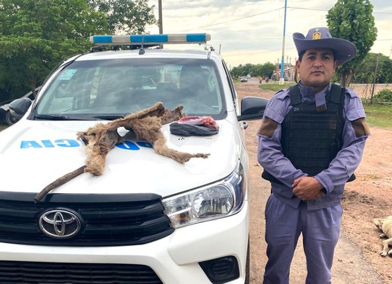 Identificaron a un joven que cazó un puma en Sáenz Peña, lo faenó y alardeaba en redes sociales