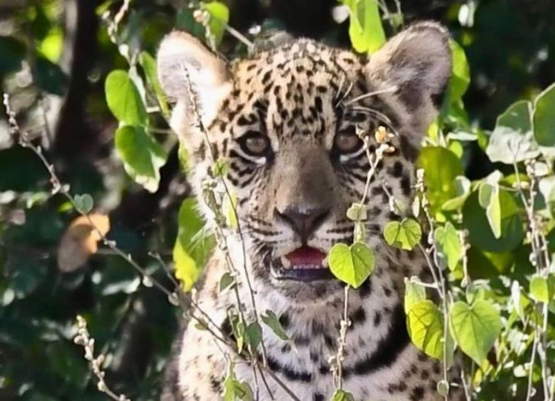 Confirmaron nuevos nacimientos de yaguareté en el Parque Nacional El Impenetrable