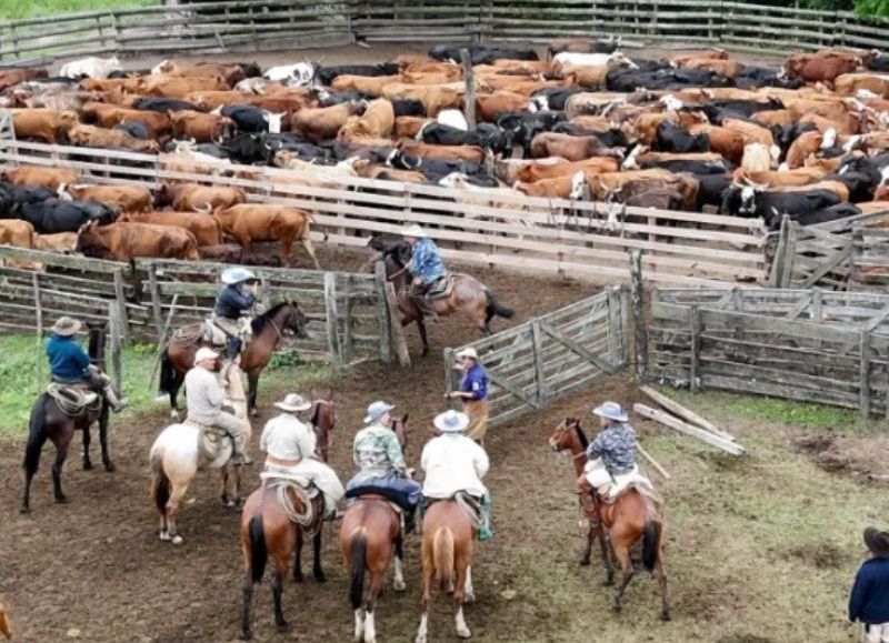 Recuperaron 44 animales que habían sido denunciados como robados