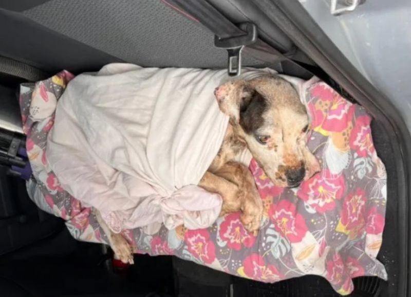 Puerto Tirol: asistieron a un perro que estaba abandonado y en mal estado en una vivienda