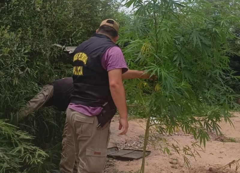 Secuestraron plantas de marihuana en Charata