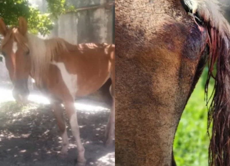 Rescataron a una yegua con una herida grave en Puerto Tirol