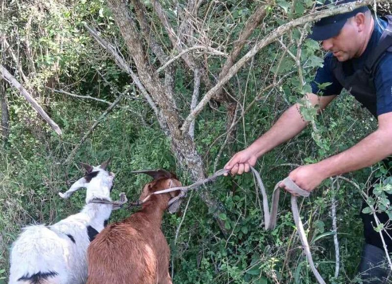 Recuperaron dos chivos que habían sido robados en Ciervo Petiso