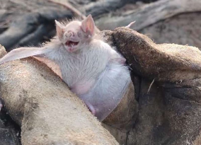 Confirmaron un nuevo caso de rabia paresiante en Las Breñas