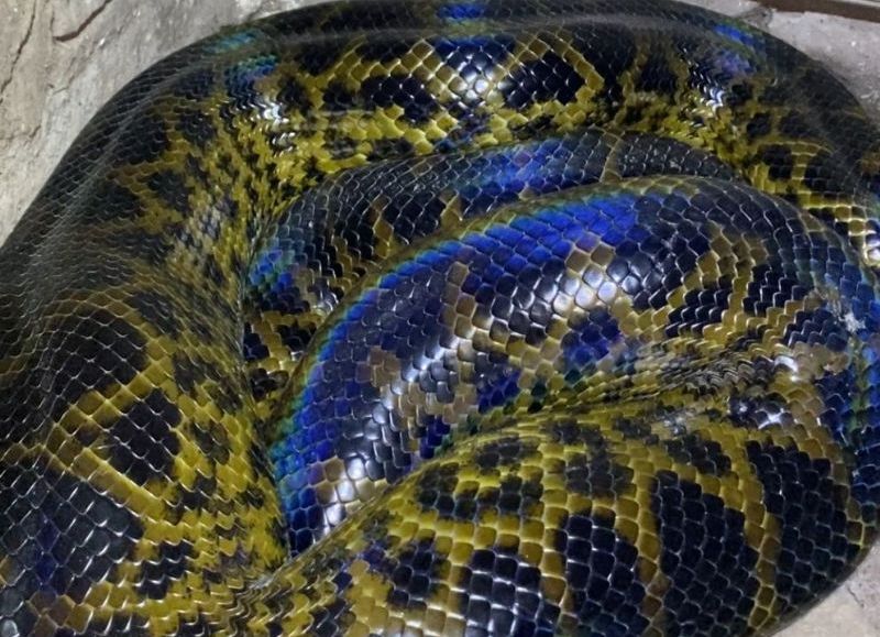 Rescataron una serpiente de gran tamaño en una vivienda de Resistencia