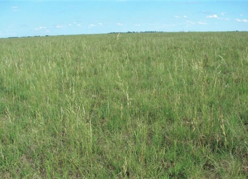 Con aportes de la UNNE elaboran un catálogo de comunidades vegetales de la Argentina