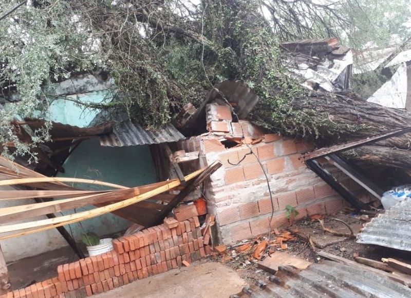 En Resistencia un árbol aplastó una casa y también hubo varios daños