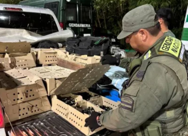 Demoraron a un conductor que llevaba 1.900 "pollitos camperos" en la caja de su camioneta