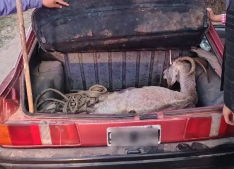 Demoraron a un hombre por llevar una cabra viva en el baúl de su auto en Colonia Benítez