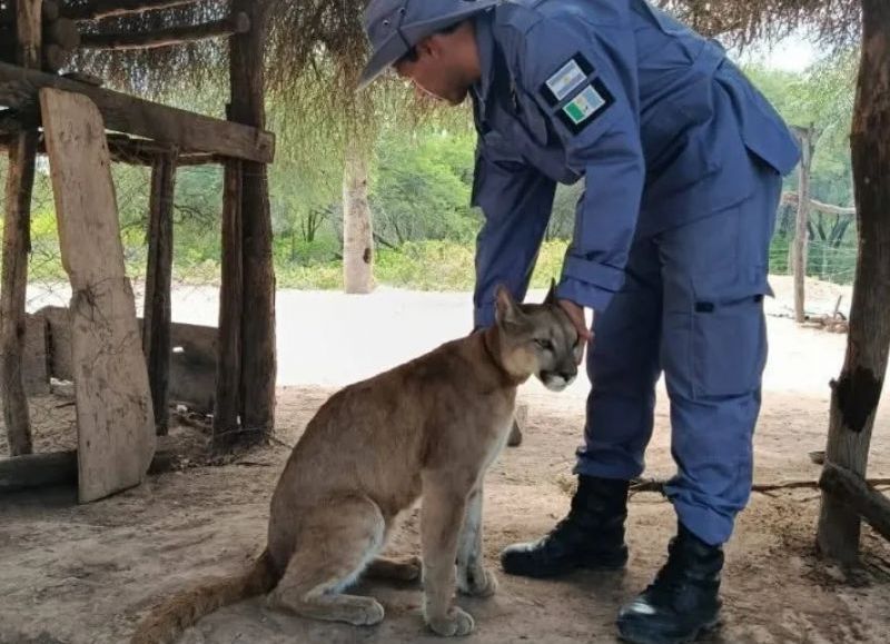 Rescataron a un puma que estaba atado y en cautiverio en Juan José Castelli
