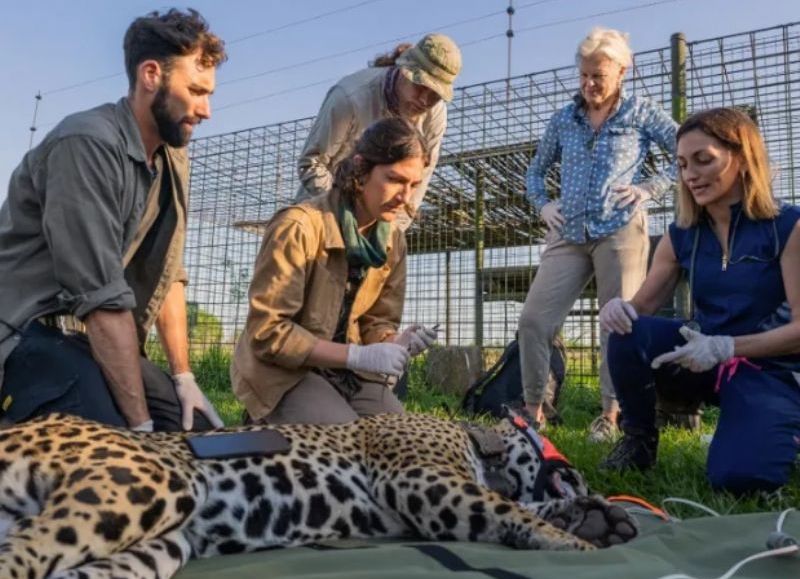 Una yaguareté de Corrientes fue trasladada al Parque Nacional El Impenetrable