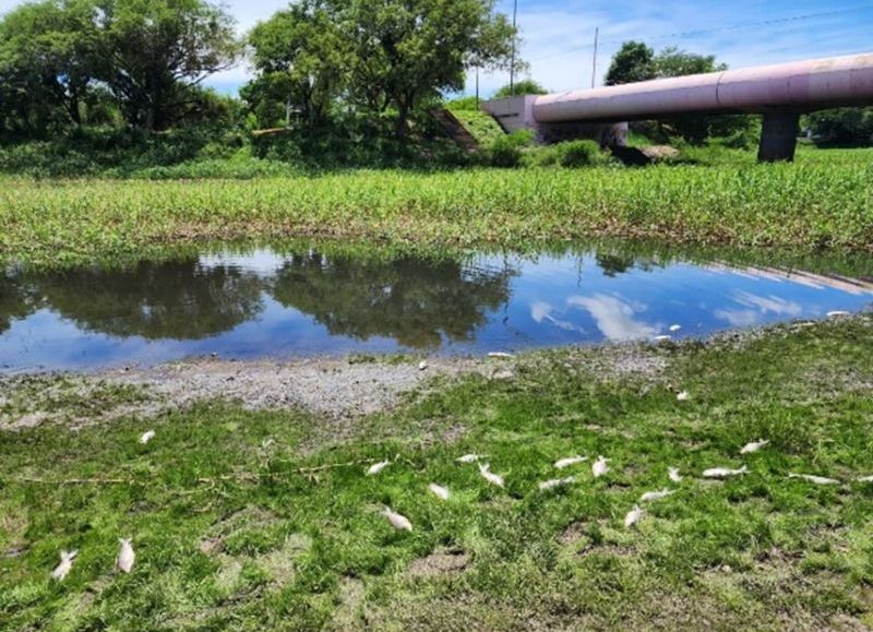 La Administración Provincial del Agua analiza muestras del Río Negro donde se detectaron peces muertos