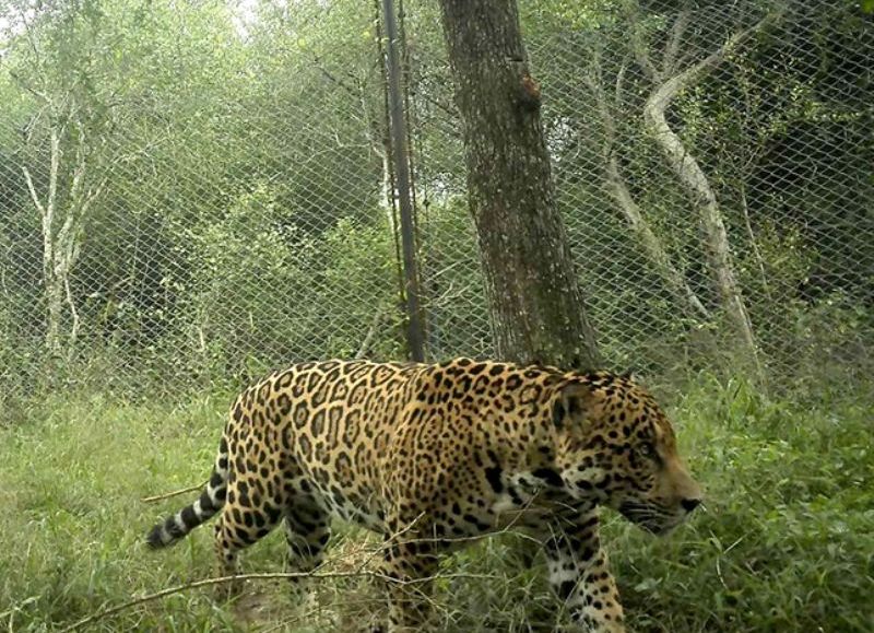 Aparecieron dos nuevos yaguaretés en el Parque Nacional El Impenetrable